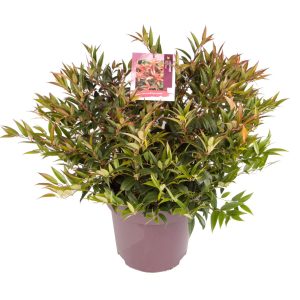 Leucothoe keiskei 'Royal Ruby' -