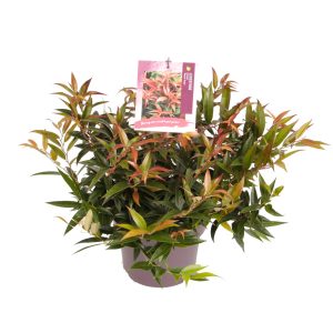 Leucothoe keiskei 'Royal Ruby' -