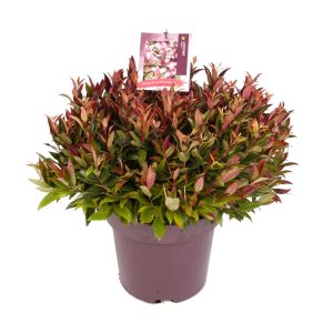 Leucothoe 'Zeblid' -