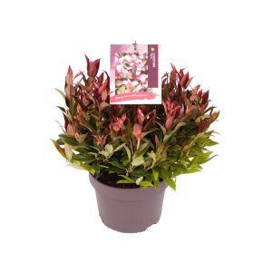 Leucothoe 'Zeblid' -