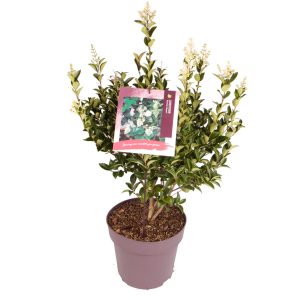 Ligustrum j. 'Korean dwarf' -