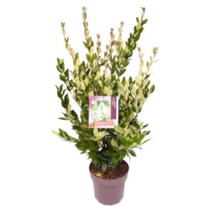 Ligustrum j. 'Texanum' -