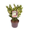 Ligustrum j. 'Texanum' -