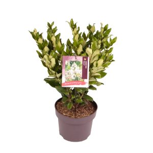 Ligustrum j. 'Texanum' -