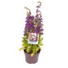 Lobelia sp. 'Starship™ F1 Blue' -