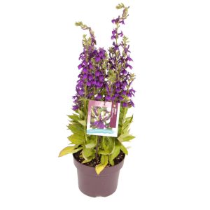 Lobelia sp. 'Starship™  F1 Blue' -