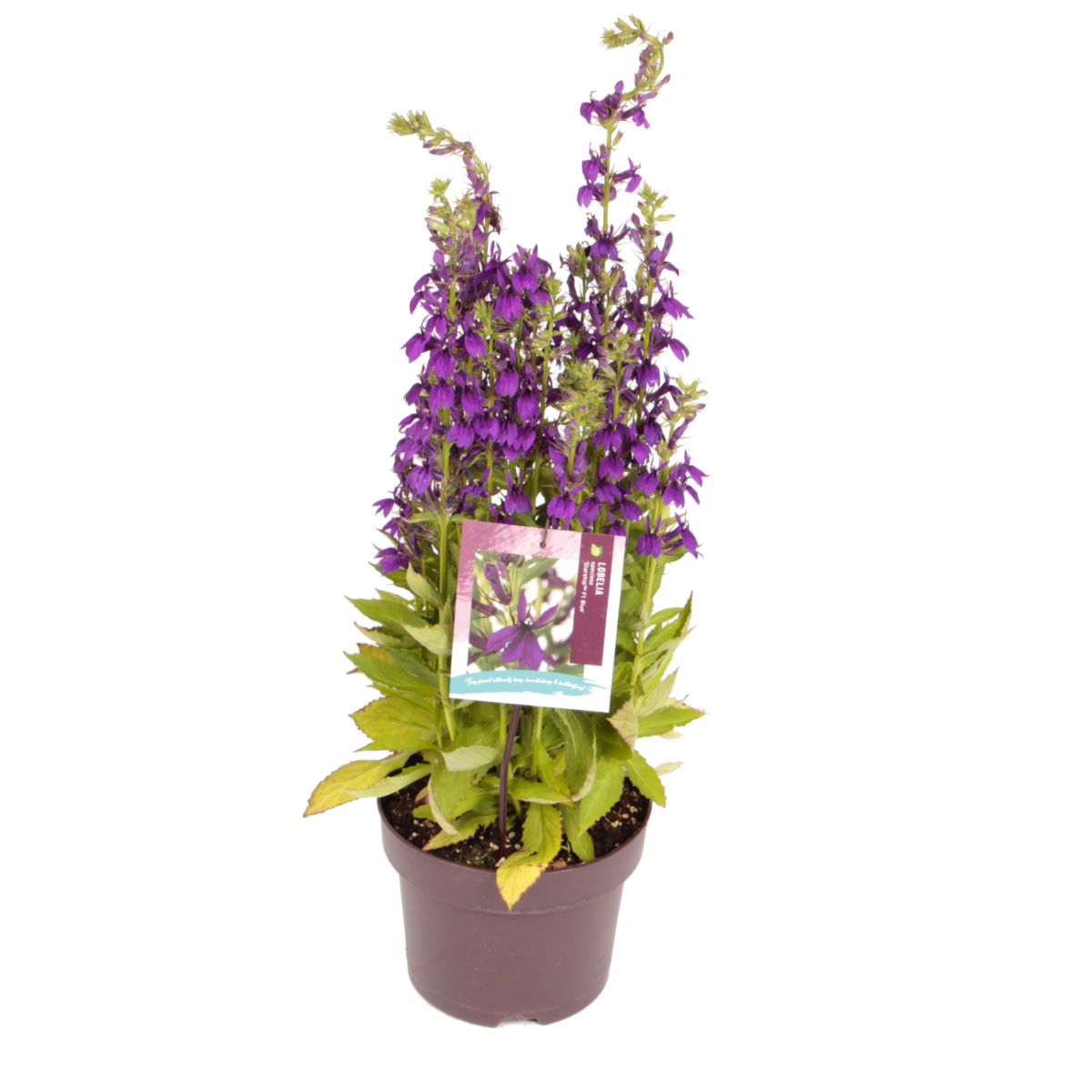 Lobelia sp. 'Starship™ F1 Blue' - Nieuwelaar Van der Mee