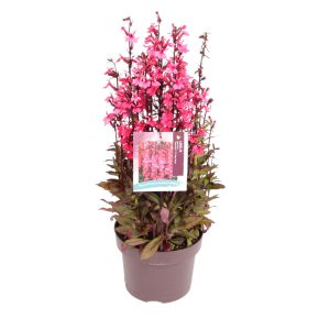 Lobelia sp. 'Starship™ F1 Deep Rose' -