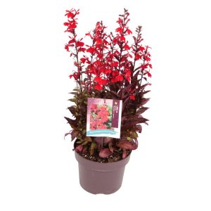 Lobelia sp. 'Starship™  F1 Scarlet' -