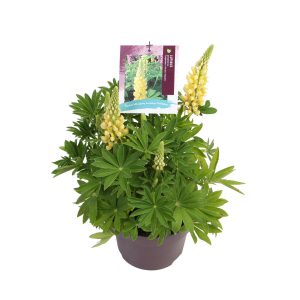 Lupinus p. 'Legendary Yellow Shades' -