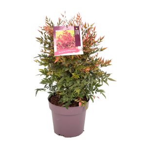 Nandina d. 'Gulf Stream' -