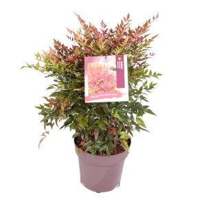 Nandina d. Obsessed -