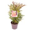 Nandina domestica -