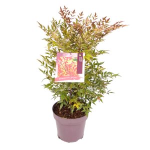 Nandina domestica -