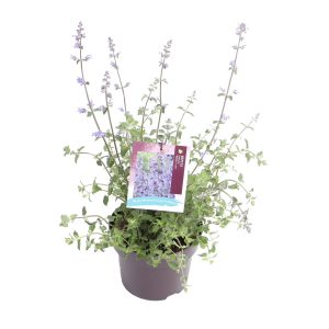 Nepeta f. 'Walker's Low' -