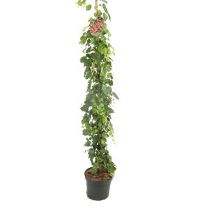 Parthenocissus tr. 'Veitchii' -