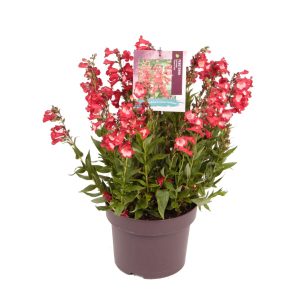 Penstemon h. 'Polaris Red' -