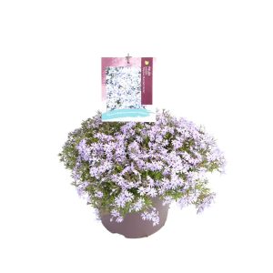 Phlox sub. 'Fabulous Blue Dark Center' -