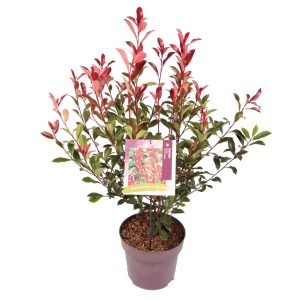 Photinia fraseri 'Carré Rouge' -