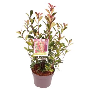 Photinia fraseri 'Carré Rouge' -