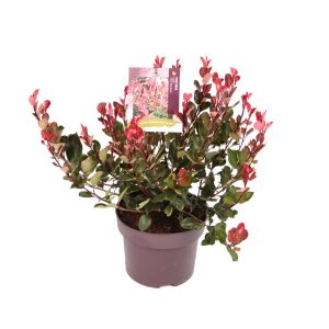 Photinia fraseri 'Little Red Robin' -