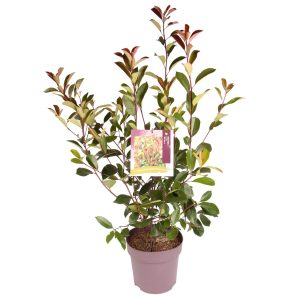 Photinia fraseri 'Red Robin' -