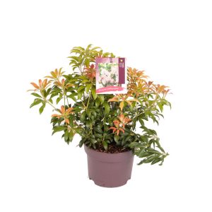 Pieris jap. 'Bonfire' -