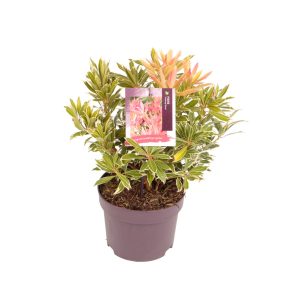 Pieris 'Flaming Silver' -