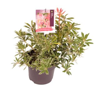 Pieris 'Flaming Silver' -