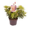 Pieris 'Forest Flame' -
