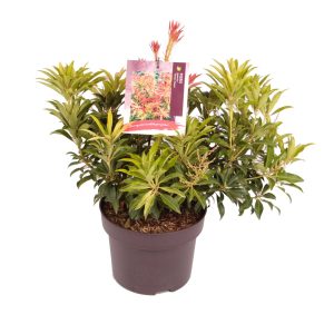 Pieris 'Forest Flame' -