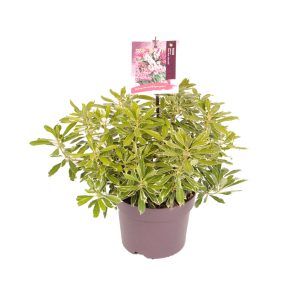 Pieris jap. 'Ralto Rose' -