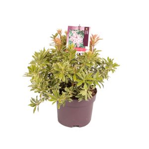 Pieris jap. 'Variegata' -