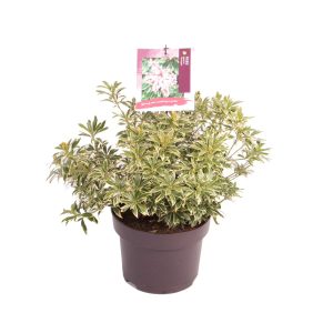 Pieris jap. 'Variegata' -