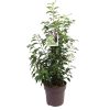 Prunus lusitanica 'Angustifolia' -