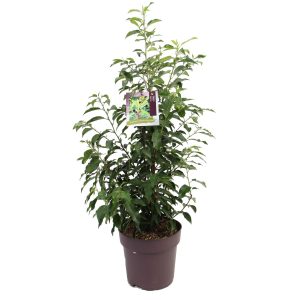 Prunus lusitanica  'Angustifolia' -