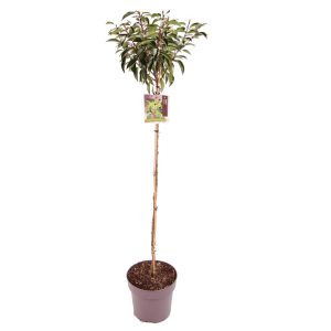 Prunus lusitanica 'Angustifolia' -