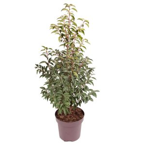 Prunus lusitanica 'Angustifolia' -