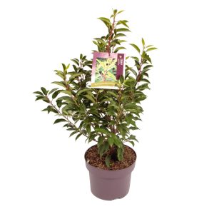 Prunus lusitanica 'Angustifolia' -