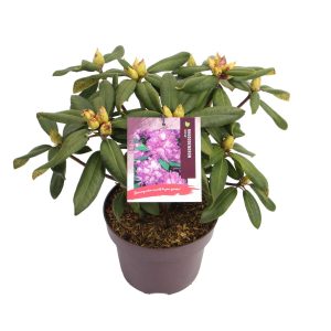 Rhododendron 'Alfred' -