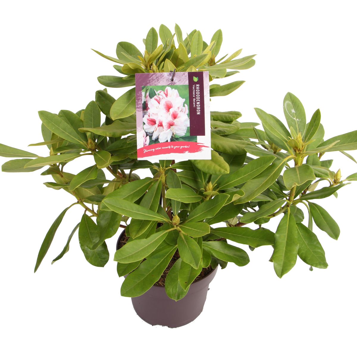 Rhododendron 'Belami' - Nieuwelaar Van der Mee