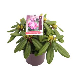 Rhododendron (Y) 'Blurettia' -