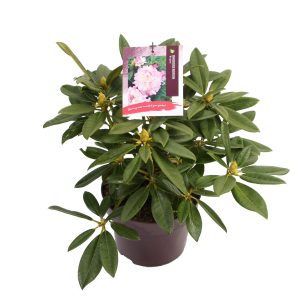 Rhododendron 'Brigitte' -