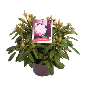 Rhododendron (Y) 'Carol. Allbrook' -