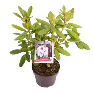 Rhododendron 'Cassata' -