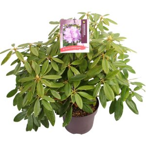 Rhododendron 'Catawb. Grandiflorum' -
