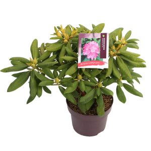 Rhododendron 'Catharina van Tol' -