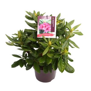 Rhododendron 'Cosmopolitan' -