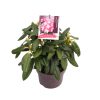 Rhododendron (Y) 'Fantastica' -