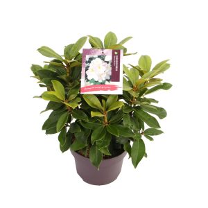 Rhododendron 'Gomer Waterer' -